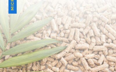what is solid biofuel