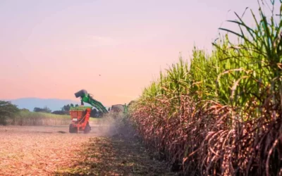 What is biomass? Is it really a renewable source of energy?