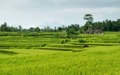 Agri residues and wood waste: A traditional biofuel