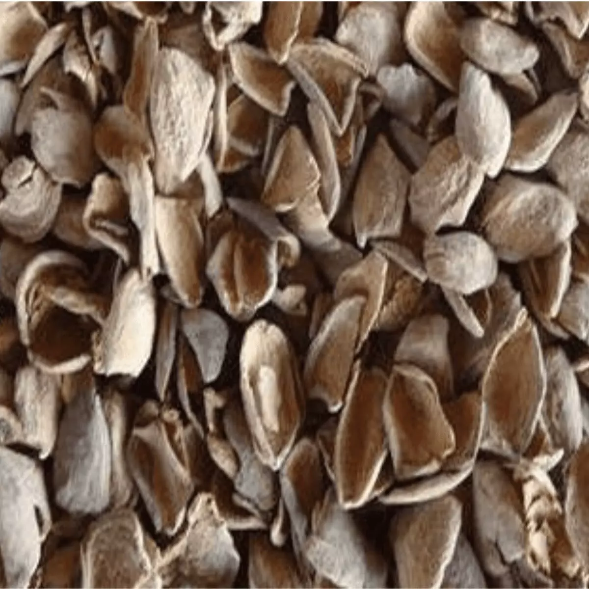 Groundnut Shells at Best Price in India
