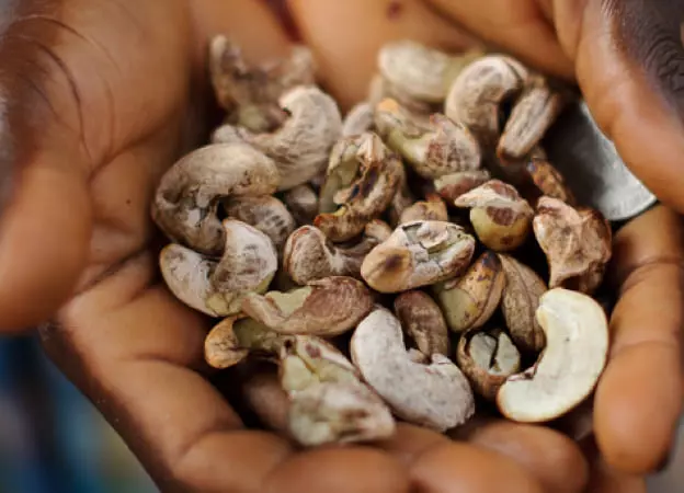 cashew nut shell suppliers in India