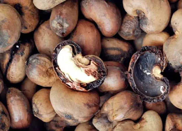 cashew nut shell suppliers in India