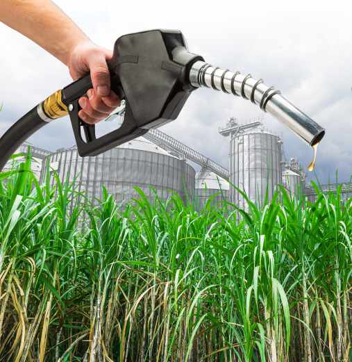 Biofuel climate change or a threat to global food security