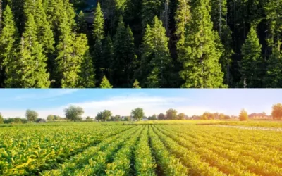 Forest Biomass vs Agricultural Biomass: Which Passes the Sustainability Test