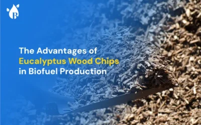 The Advantages of Eucalyptus Wood Chips in Biofuel Production