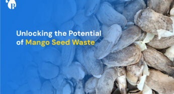 Unlocking the Potential of Mango Seed Waste